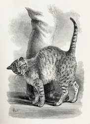 Cat in an Affectionate Frame of Mind, from Charles Darwin